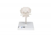 model kręgosłupa szyjnego z widocznymi mięśniami - 1019511 [w47853] 3b scientific modele anatomiczne 5